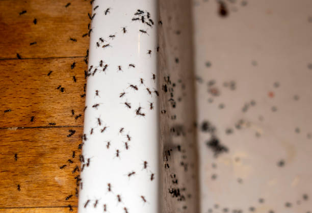 Trusted Palmyra, NJ Pest Control Experts